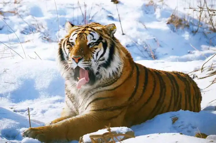 东北虎ppt背景图片