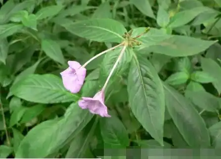 别名:接骨草,玉接骨,金不换,白龙骨.