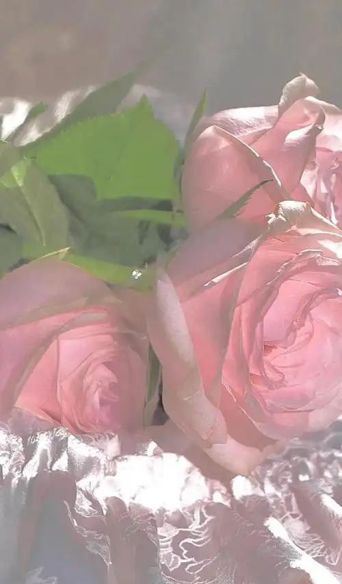 鲜花背景图ins(鲜花背景图片 唯美)