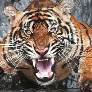 我是大老虎~喵头像