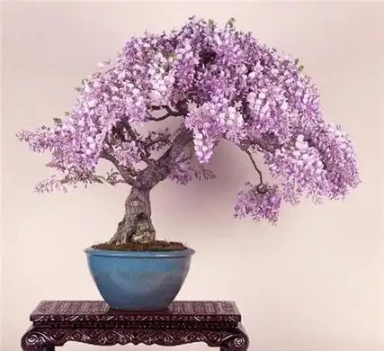 丁香花盆景图片有哪些