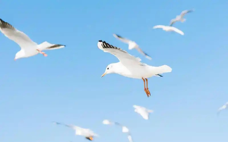 唯美飞翔的海鸥图片