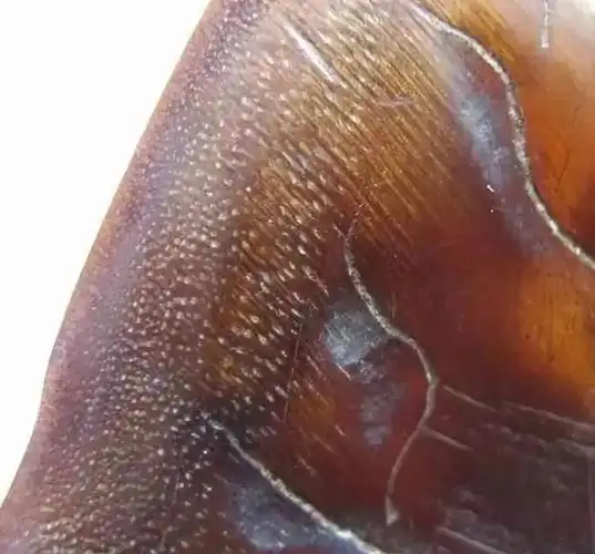 鉴别:真假犀牛角!看这篇就够了!