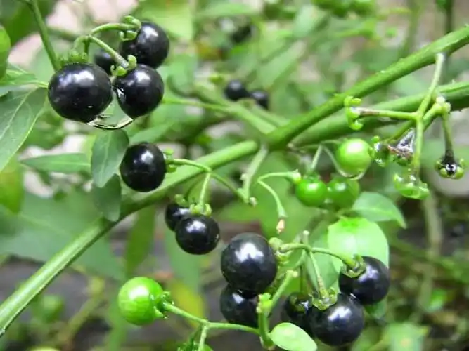 野菜的种类和图片大全(41种常吃的野菜) - 赤虎壹号
