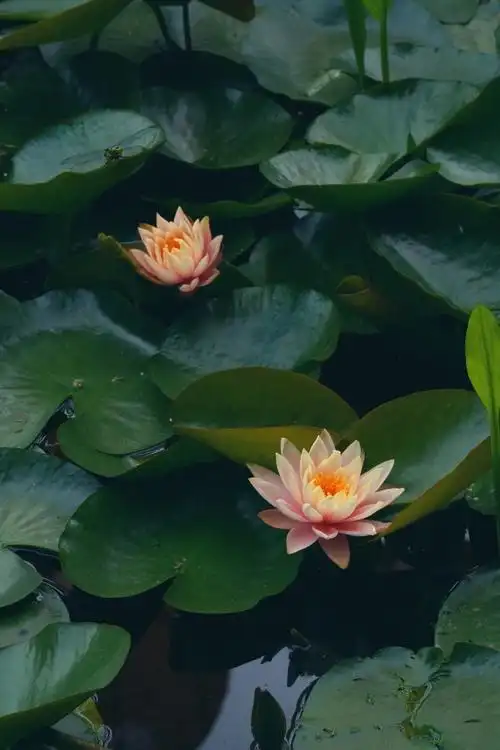 西湖边的睡莲开了