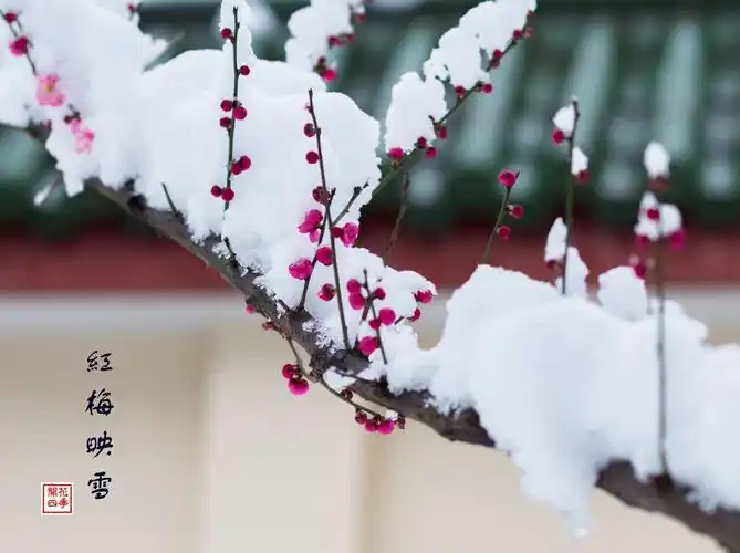 一剪寒梅,傲立雪中,只为伊人飘香!