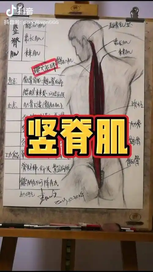 健身肌肉起止点及功能脊柱运动解剖竖脊肌抖音星探家
