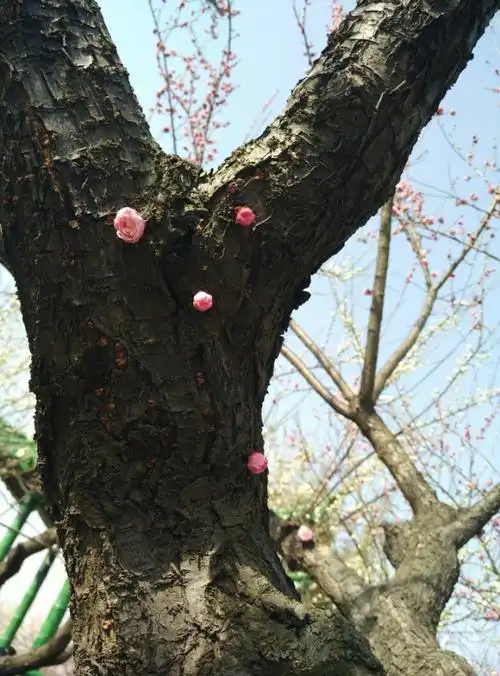 晚报上刊登的老梅树树干开花被我发现了