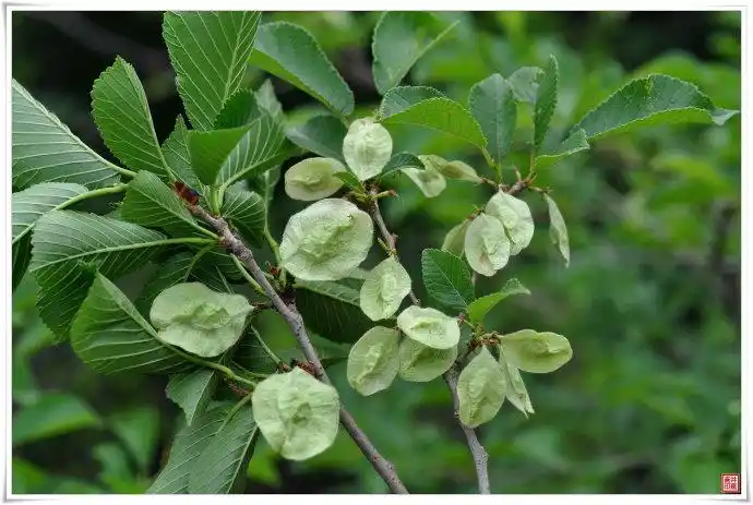 大果榆的繁殖方法