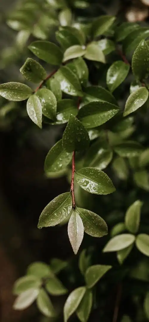 首发系列4k超高清手机壁纸汇总版