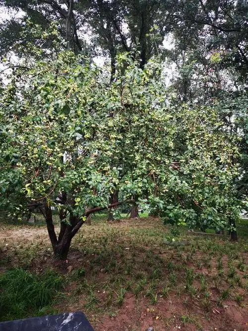 风雨后的海棠树