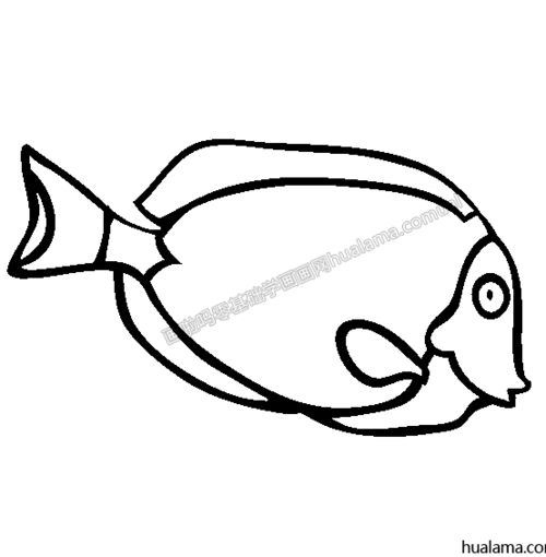 刺尾鱼 刺尾鲷 简笔画图片 黑白线稿