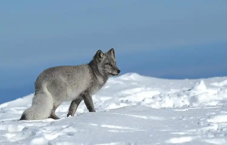 【动物世界】长白山灰狐狸