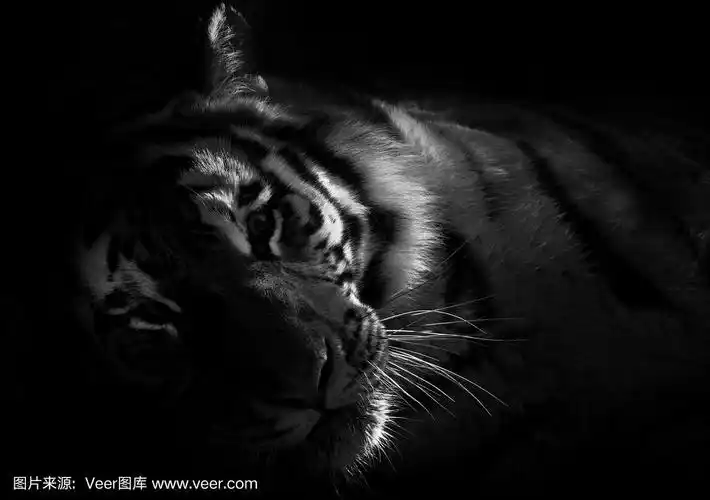黑白相间的老虎肖像