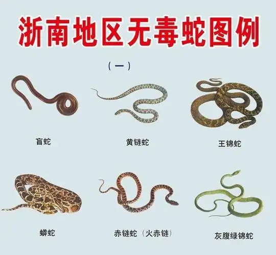 体型短粗行动缓慢尾部短圆是有毒蛇还是无毒蛇