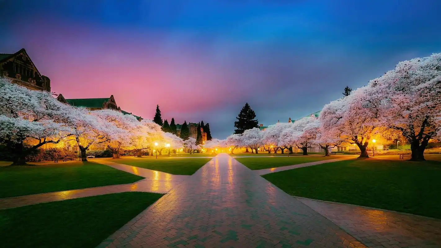 春天樱花树木公园日本风景桌面壁纸壁纸