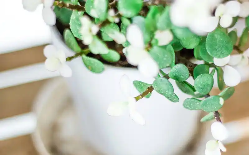 小清新唯美静物图片桌面壁纸~~为你的桌面换上一张干净清新简约的壁纸