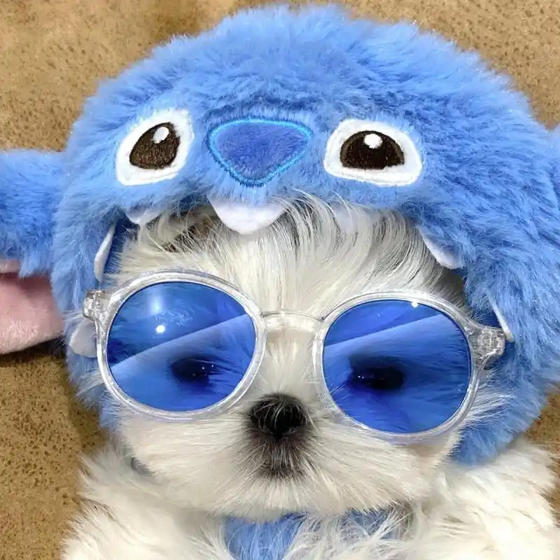 狗狗情侣头像  大家喜欢的墨镜9815小狗