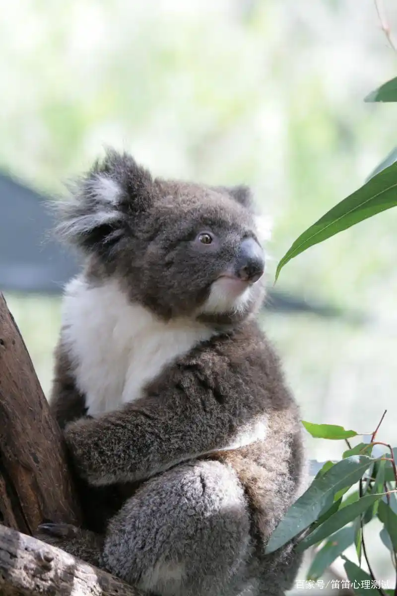 心理测试:哪只考拉更可爱?测你最近有什么好运?