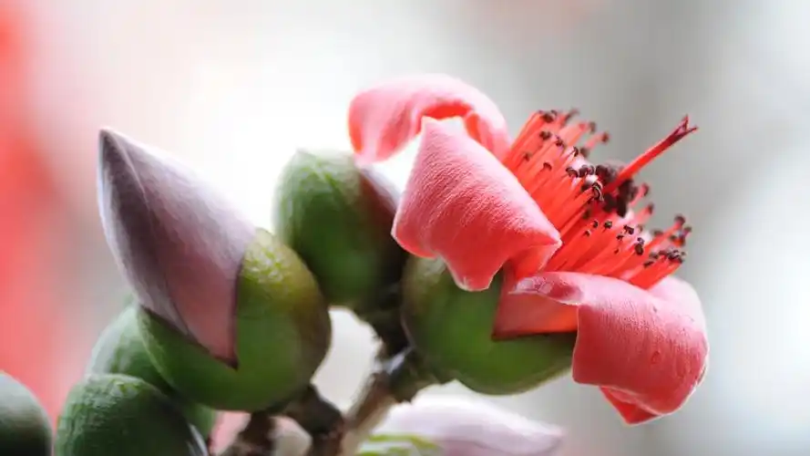 广东东莞虎门 木棉花 05