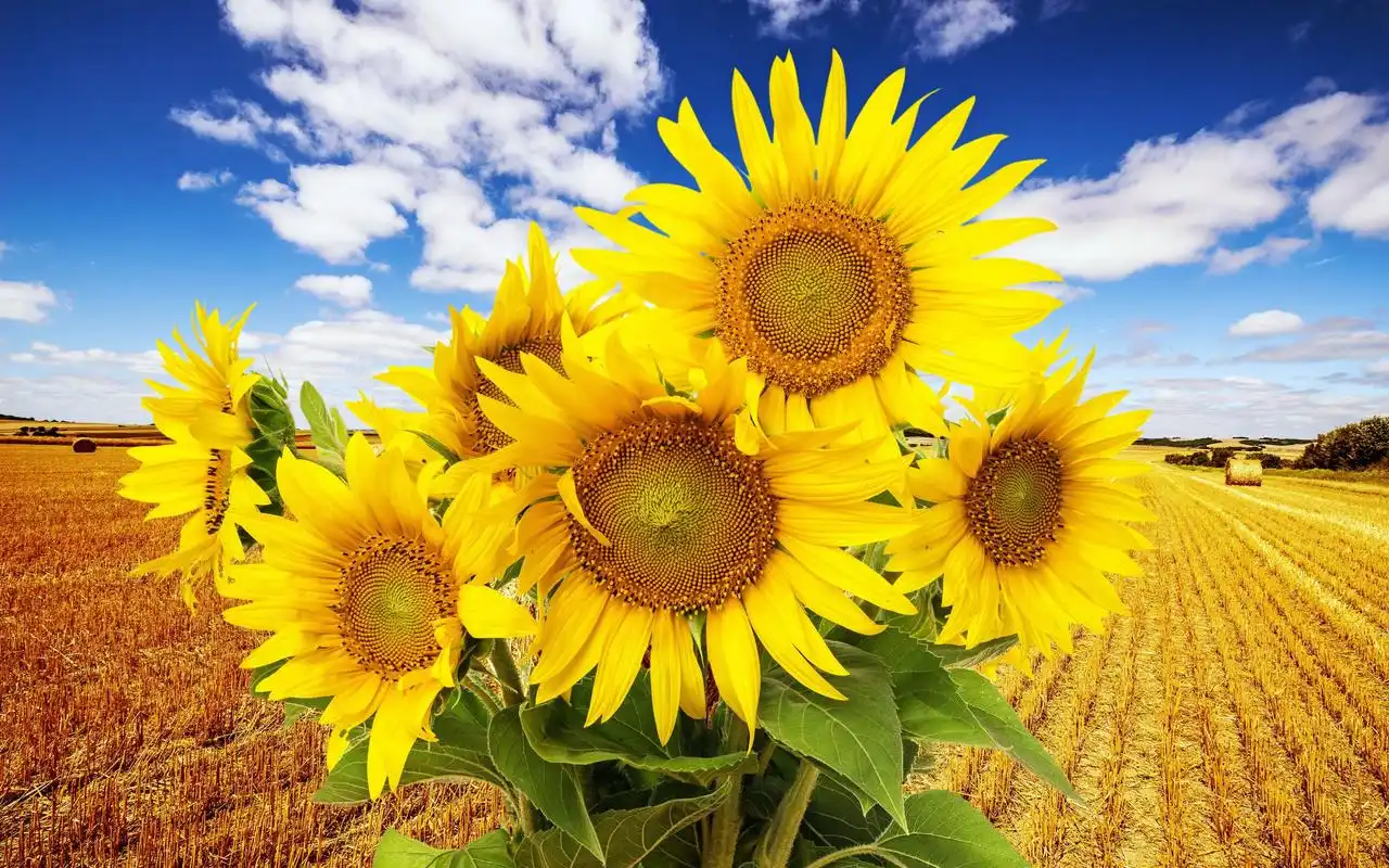 唯美意境小清新秋天向日葵高清桌面壁纸下载(二)