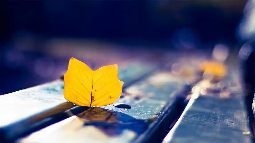 唯美秋风落叶治愈系高清桌面壁纸图片