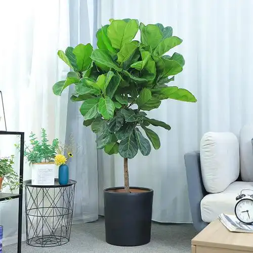 棒棒糖琴叶榕盆栽大型绿植室内客厅北欧吸甲醛植物总高约1米4盆子随机