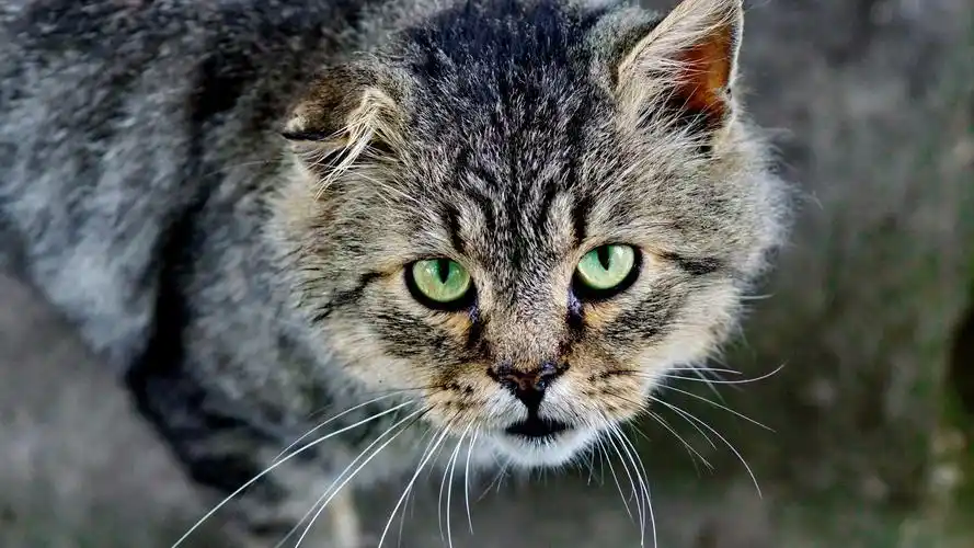 灰色猫正面图,绿色的眼睛 壁纸