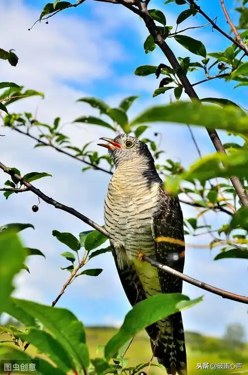 杜鹃鸟的悲凉故事(杜鹃鸟风光的背后)(1)