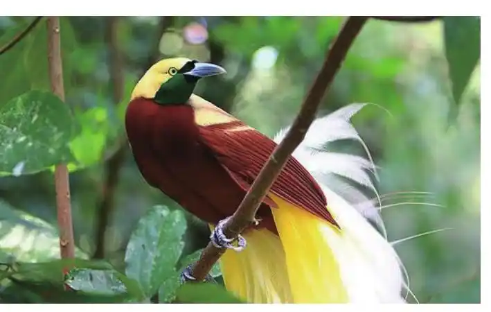 中国珍稀动物金银纪念币