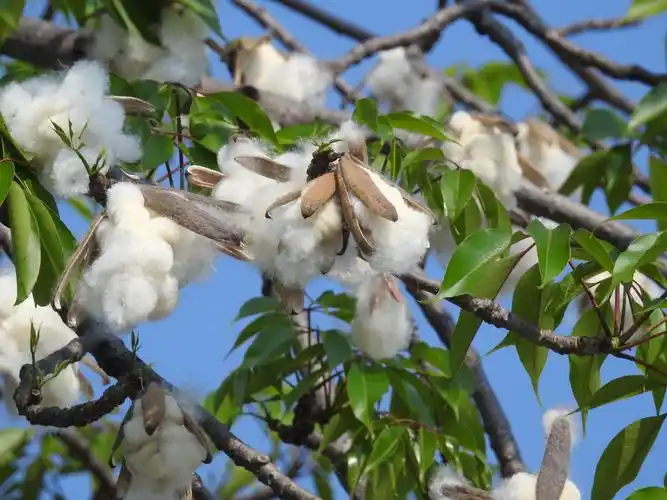 我在拍花给您看—木棉花