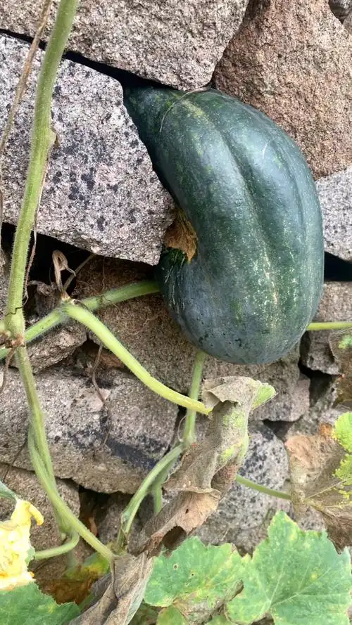 这瓜长的真是太憋屈了～石缝里的南瓜