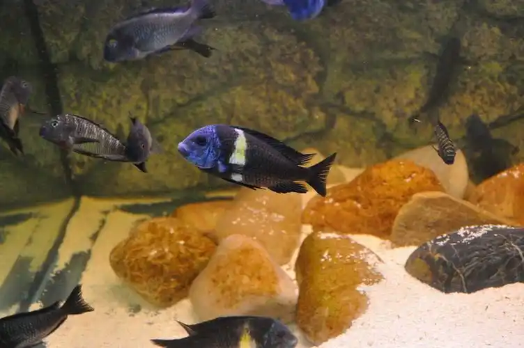 坦湖蓝面蝴蝶三湖普及系列