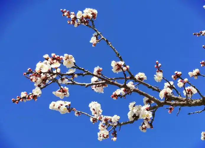 岱下二月杏花娇