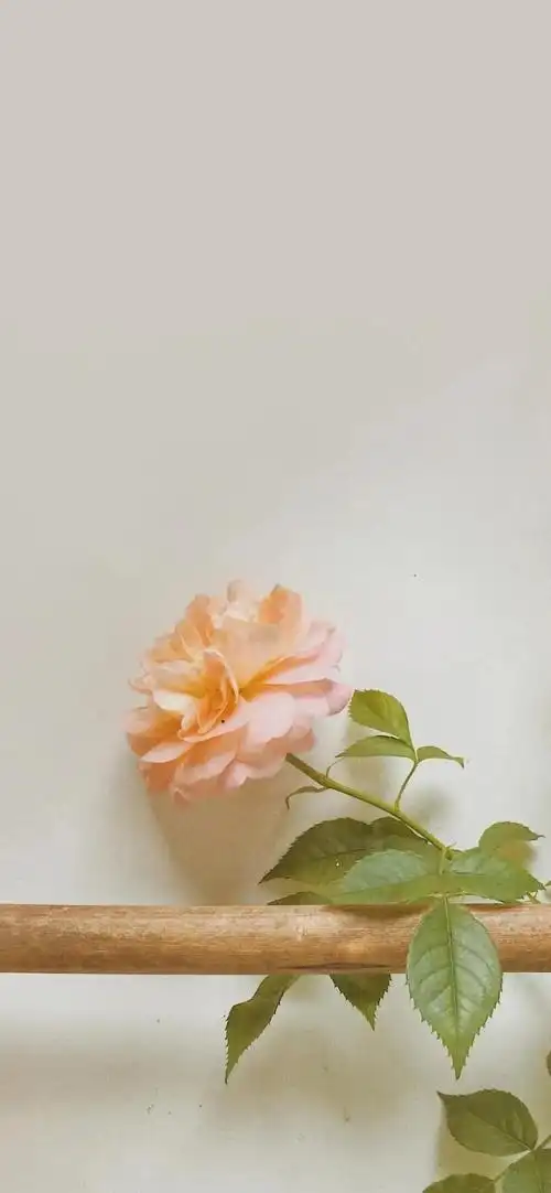 简单高清全面屏壁纸简约小清新壁纸就是这么简单才好70▽70