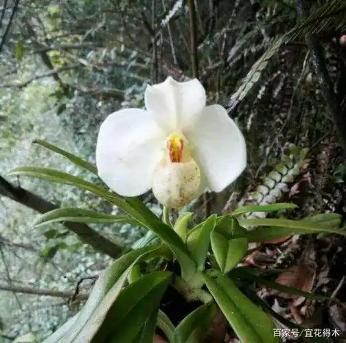 国家Ⅰ级濒危珍稀物种|白花兜兰的鉴赏与保护现状