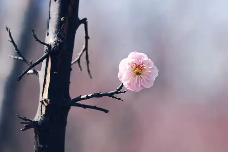 一朵梅花开心间