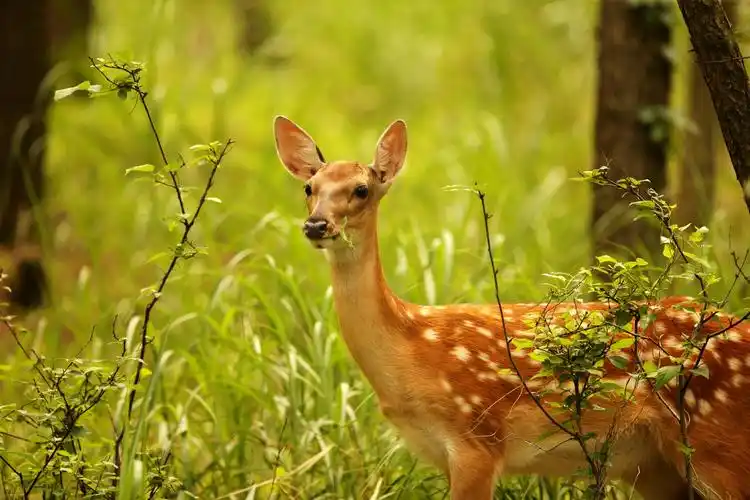 绿会保护地拟添新成员ccafa176梅花鹿保护地刘公岛绿会研究室