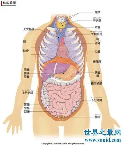 【图】人体器官分布图介绍 五脏六腑的位置都在哪