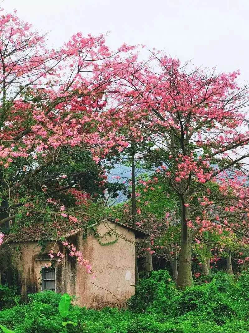 开放在冬天的异木棉花#风景如画的地方 #小桥流水人家 #唯美 - 抖音
