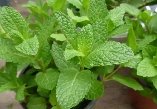 薄荷品种:常见品种介绍图文