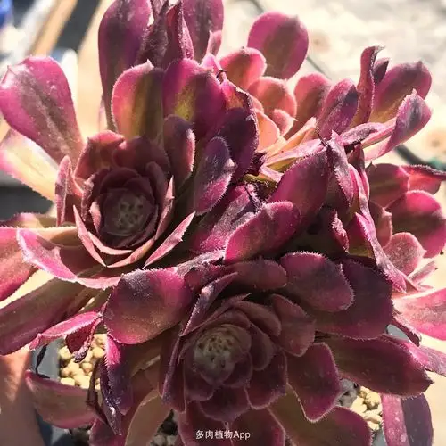 家有鲜肉 法师锦?红颜?美杜莎?