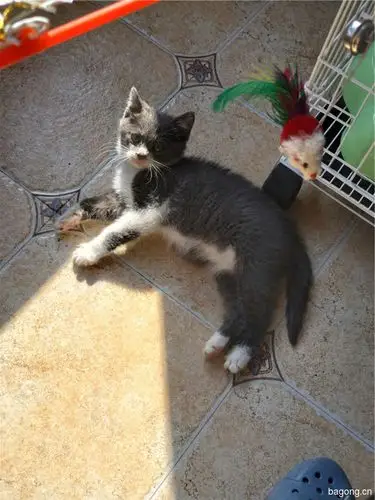 蓝白串串,求爱猫人士领养