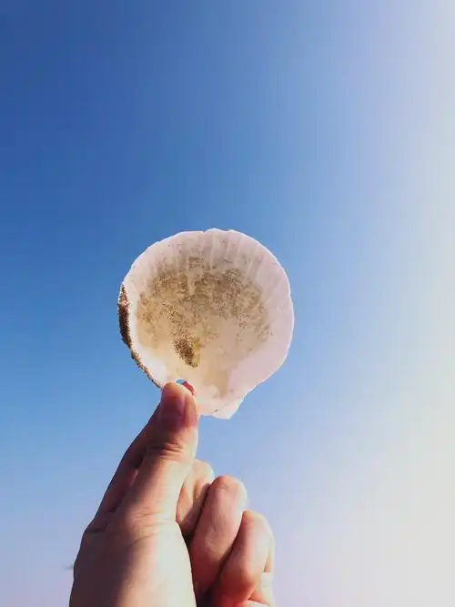 海边·贝壳 - 简书