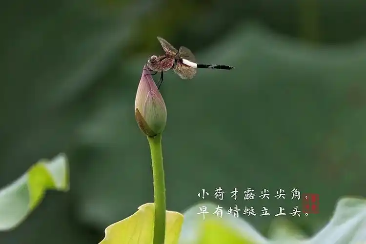 小荷才露尖尖角,早有蜻蜓立上头.67 - 和风花语 - 图虫