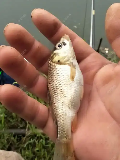 又是一条怀孕的黄金小鲤鱼来报道.