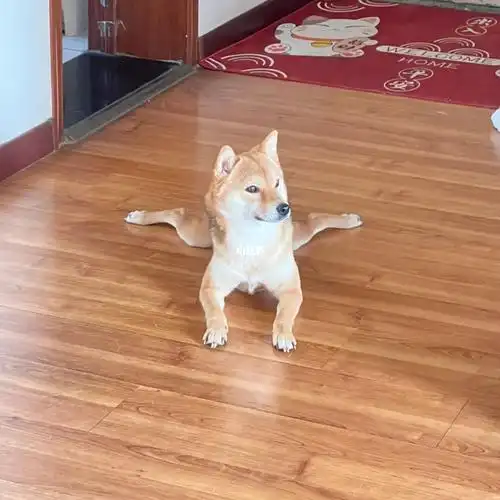 经常练习劈叉 天生的舞蹈艺术家996996@#柴犬  #我家宠物好可爱