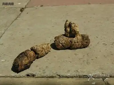 优雅遛狗与一地狗屎