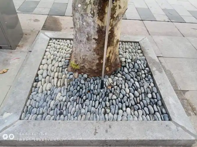 结合武汉的天气,最终确定选取灰色鹅卵石,采用立铺方式对树穴进行美化