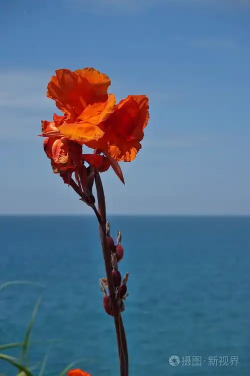 蓝色的大海红色花